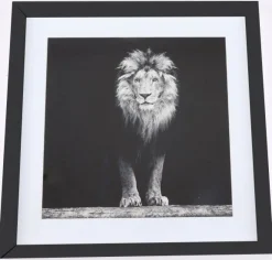 Aslan taulu, 50x50 cm